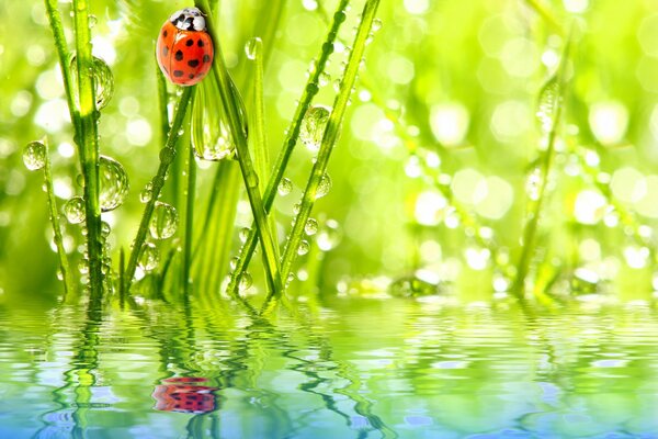 Coccinelle sur l herbe. Herbe dans l eau