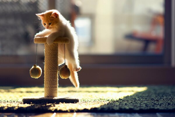 Pequeño gatito jugando en el poste de rascar