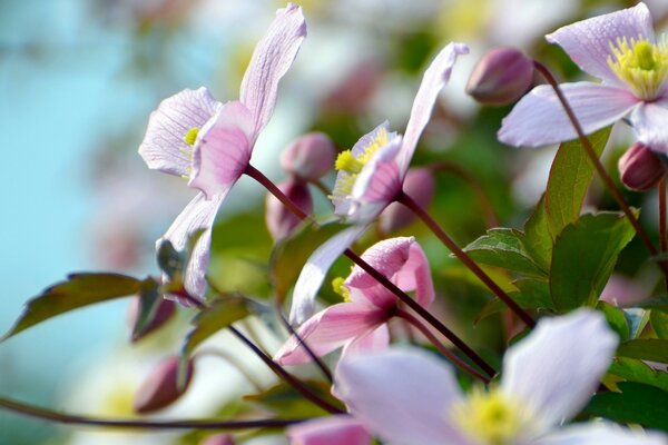 Belles fleurs d été sous le soleil