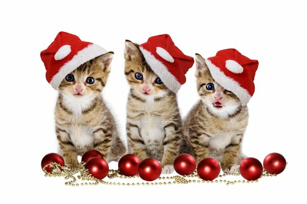 Three Christmas kittens in caps