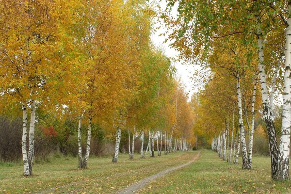 Осенняя дорога между стройными березами