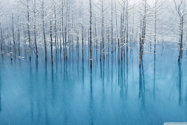 Arbres de paysage simonia dans l étang