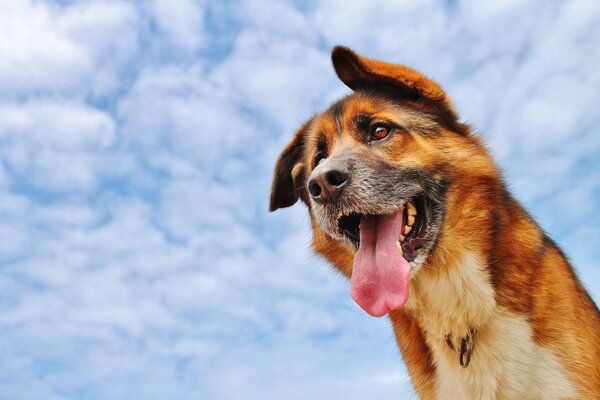 A dog with a tongue on the background of clouds