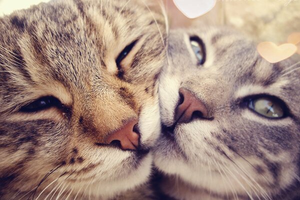 Ternura felina y caricias y amor