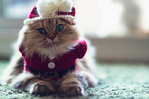 Funny cat in knitted clothes