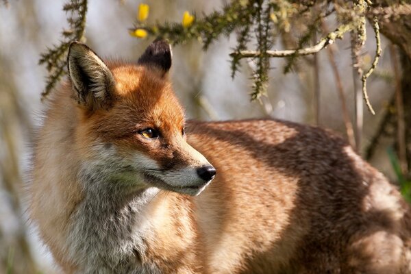 Roter Fuchs in der Sonne