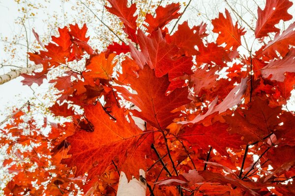 Red autumn foliage in the forest