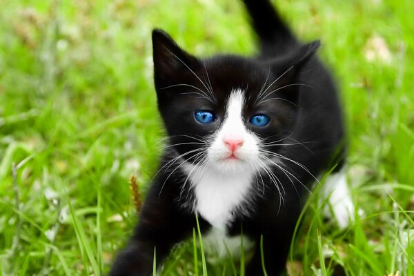 Schwarze Katze mit blauen Augen auf dem Rasen