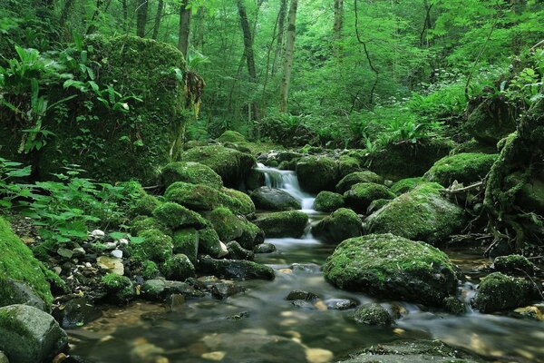 Paisaje espectacular. El agua que fluye sobre las piedras