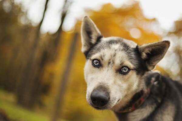 Hund mit blauen Augen im Herbstwald