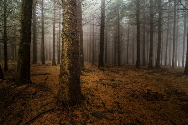 Brouillard de nuit dans la forêt de pins