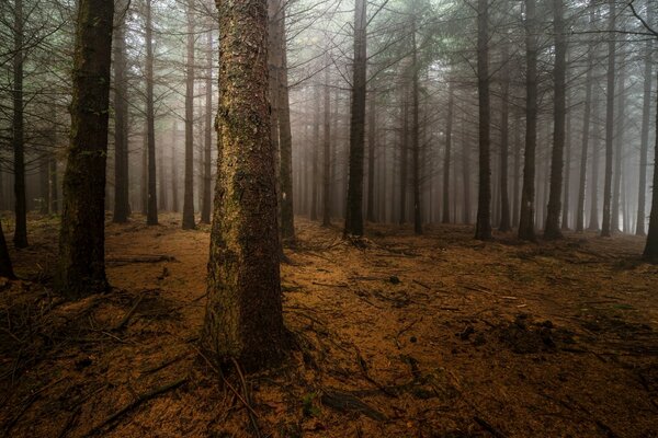 Ночной туман в сосновом лесу