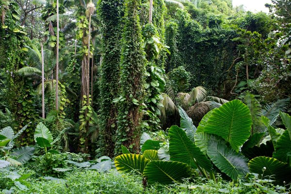 Beaucoup de plantes vertes et d arbres