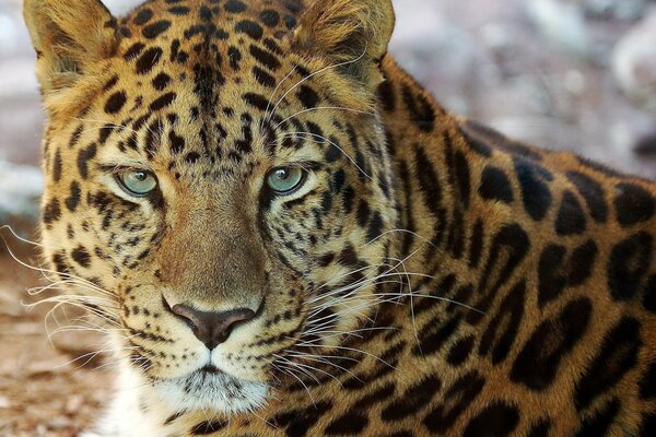 Bellissimo leopardo con uno sguardo diretto