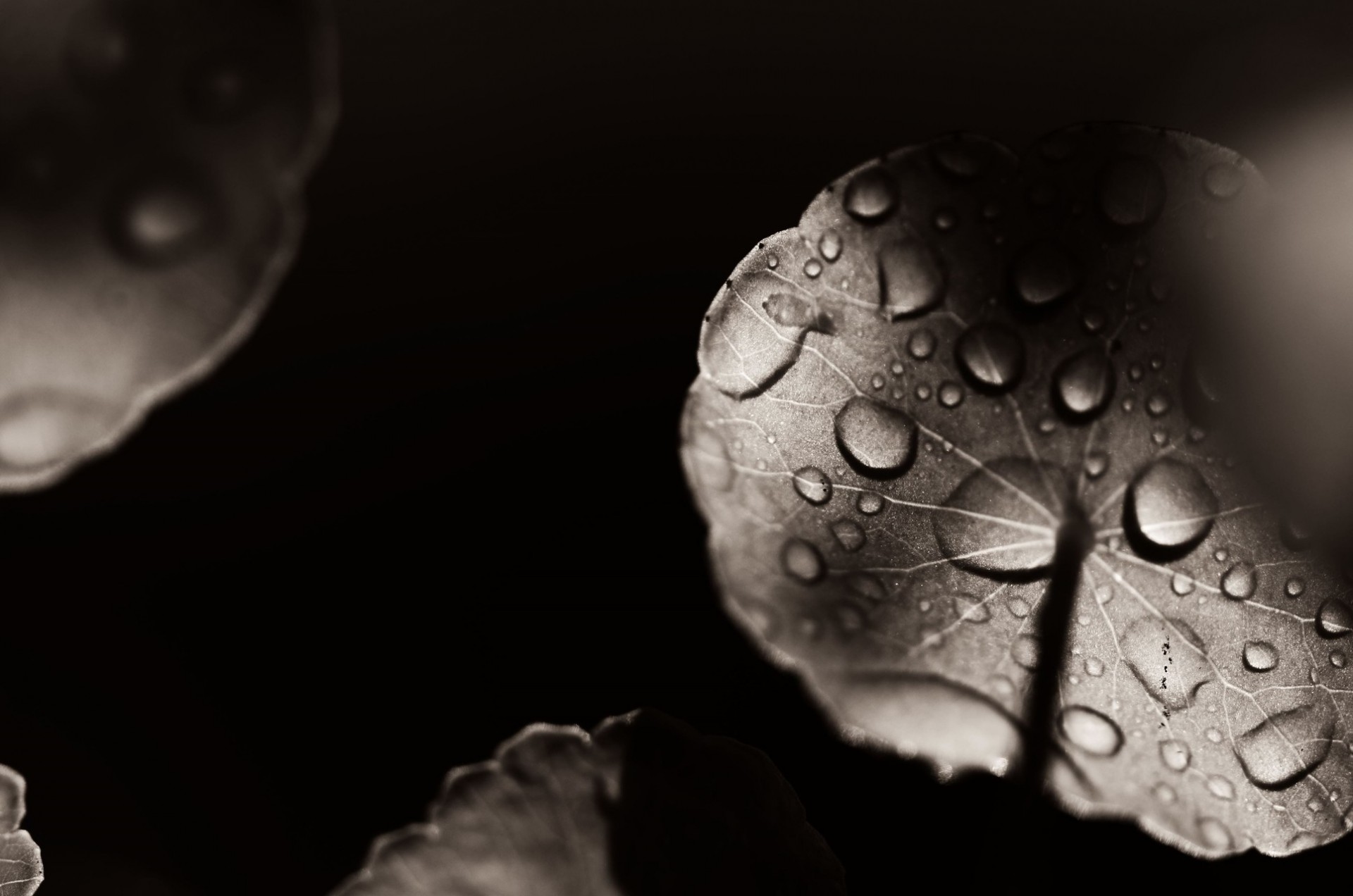 tombe noir et blanc nuit