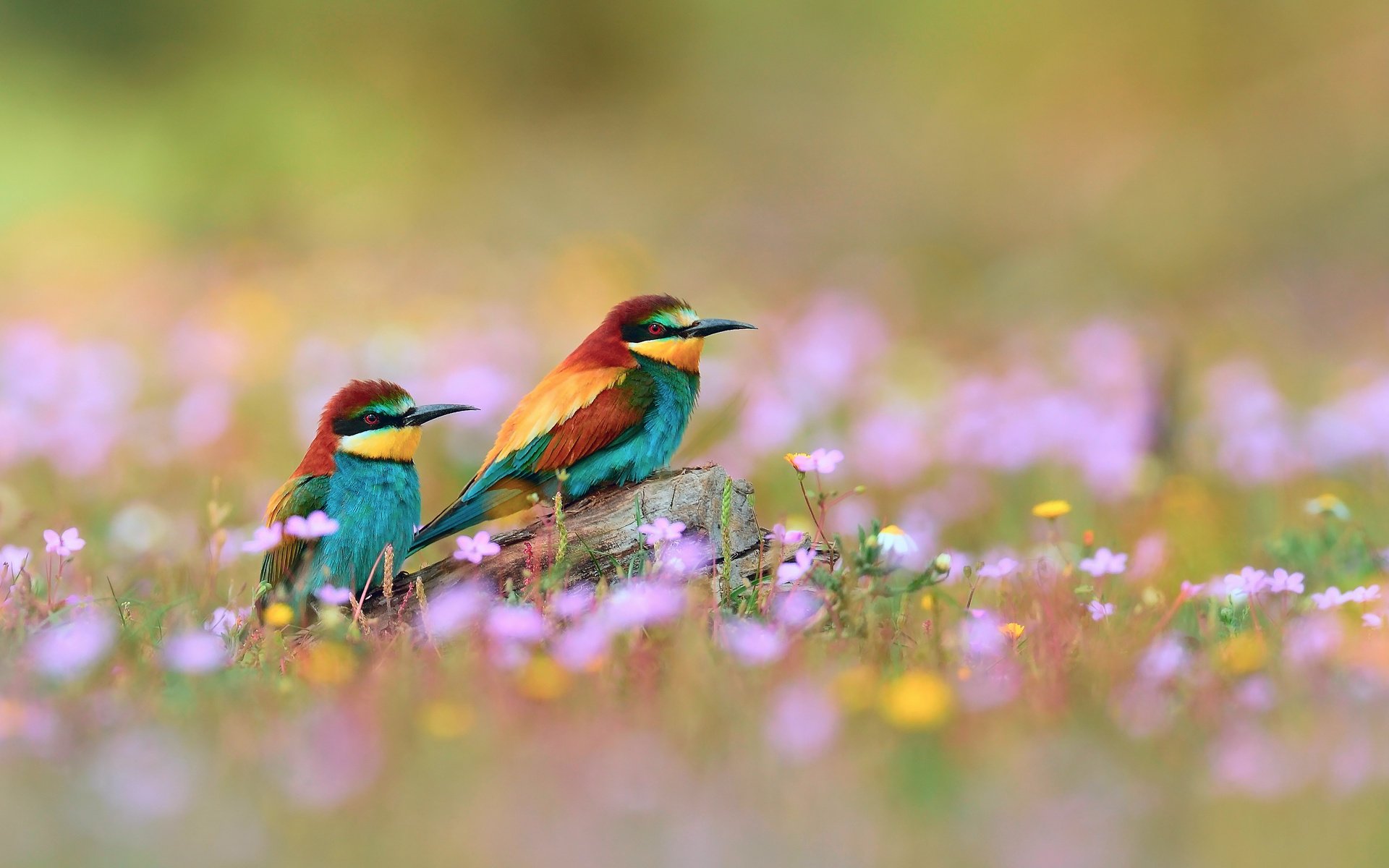 fleurs oiseaux branche brochets dorés mangeurs d abeilles