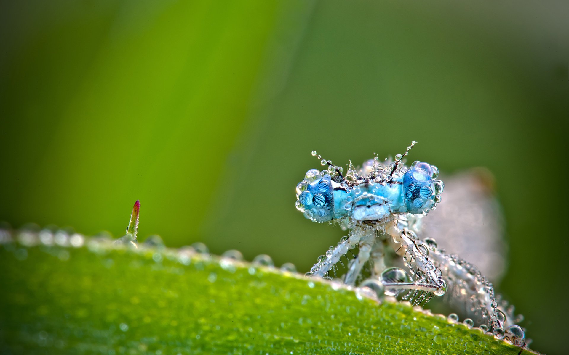 dragonfly greens drops macro