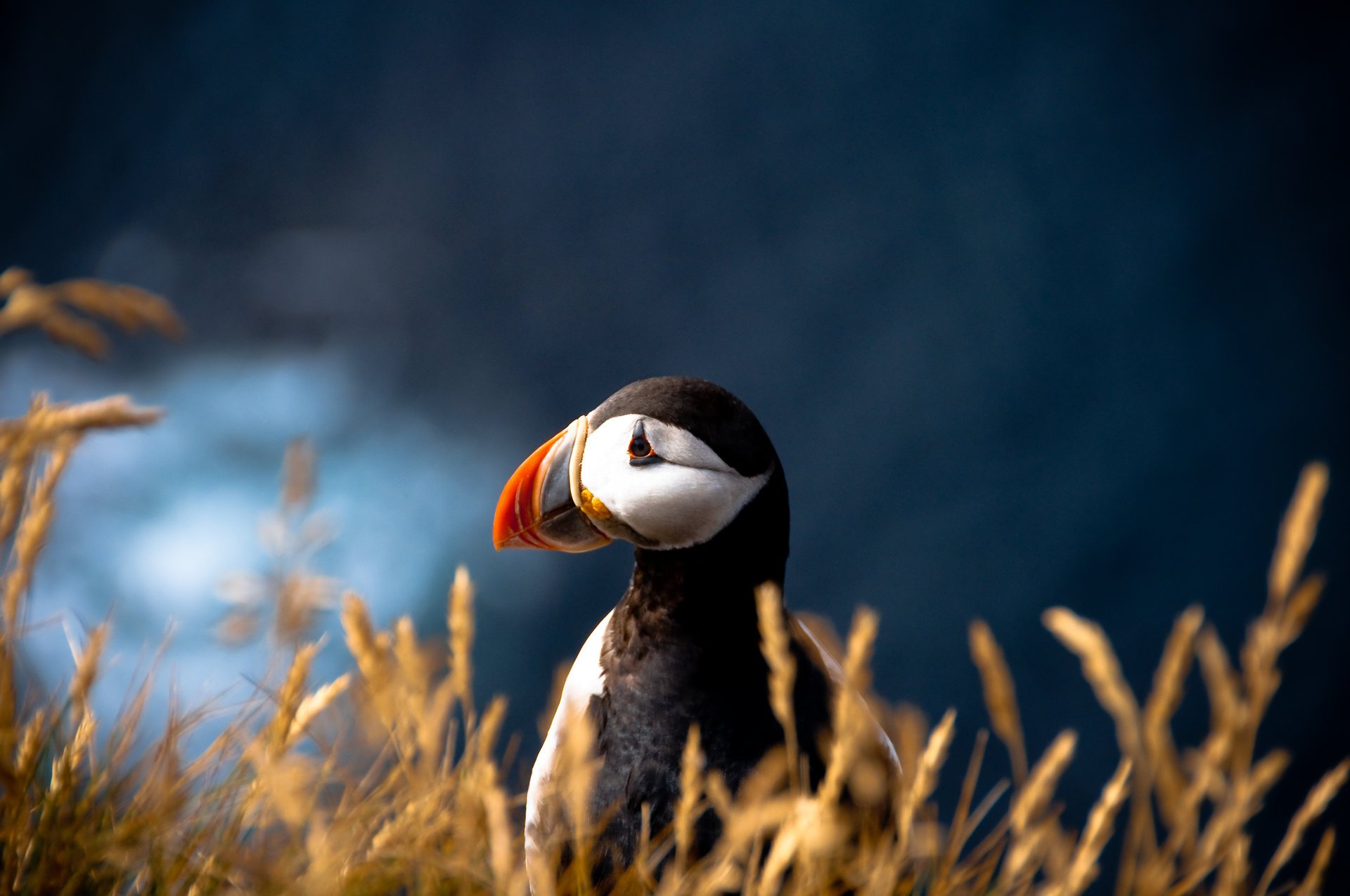 ptak fratercula arctica puffin rozmycie maskonur atlantycki