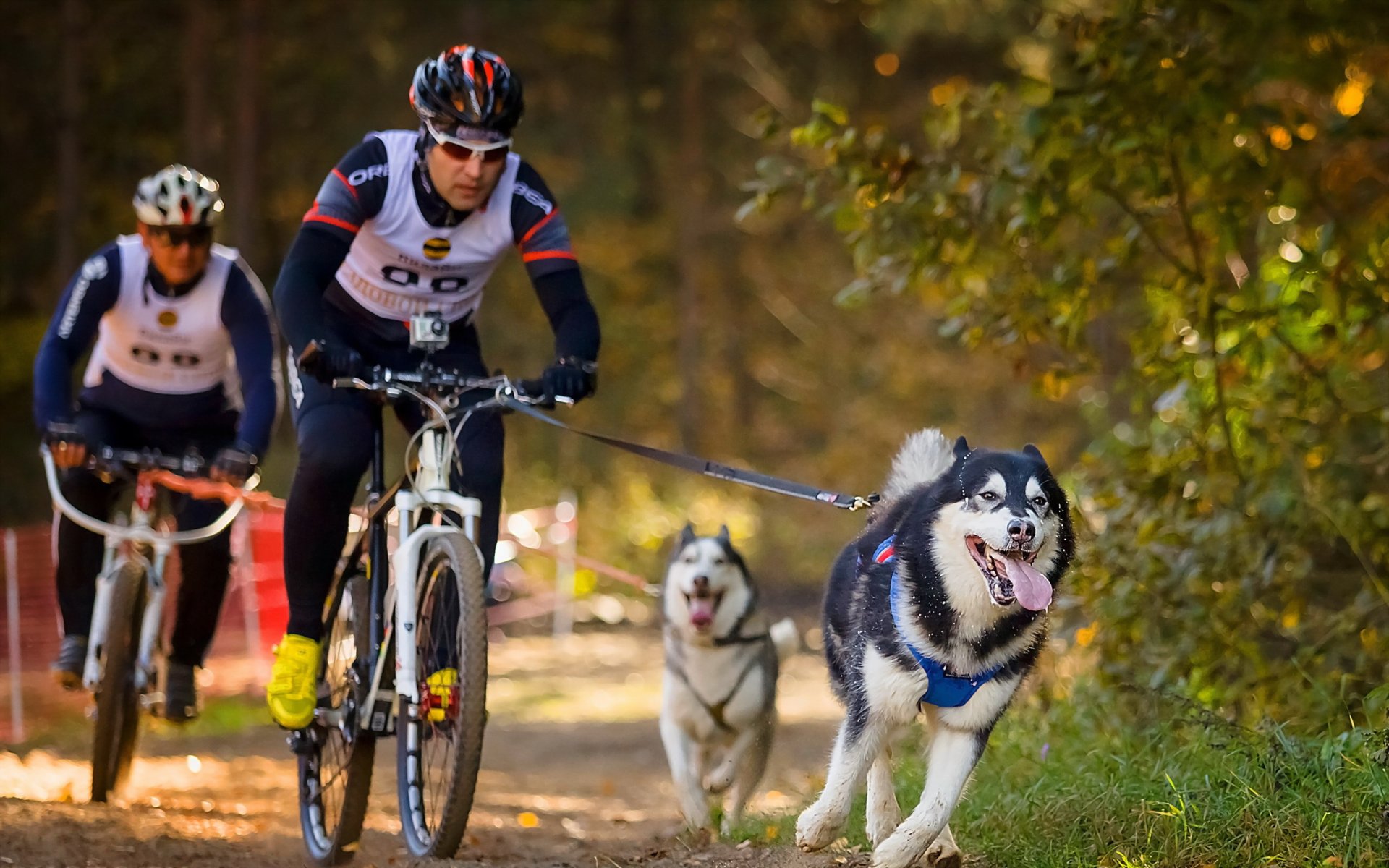 chiens vélos sport