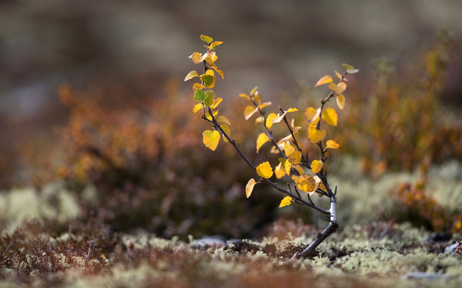 tierra otoño musgo árbol hojas macro