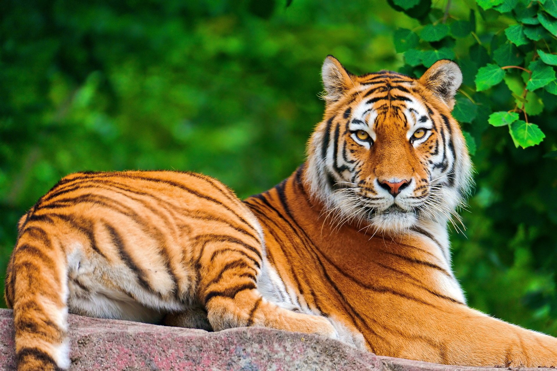 tigre vista giace fogliame posa muso pietra