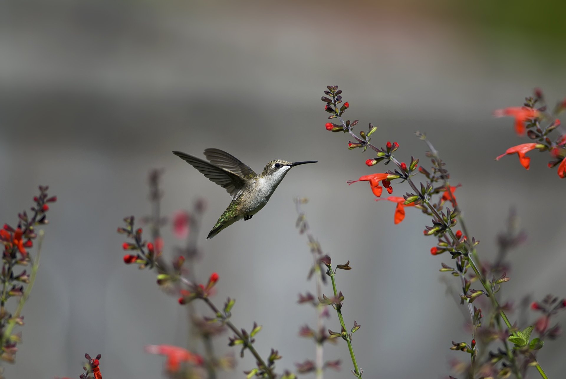 flowers bird hummingbird red flight