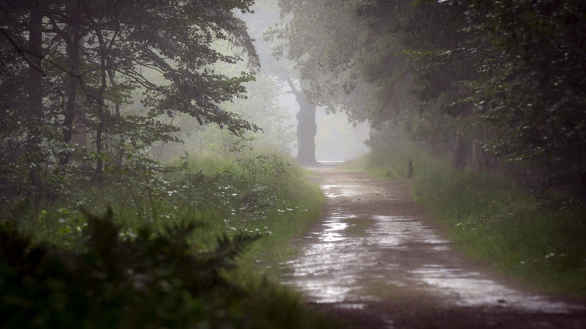 droga deszcz drzewa natura