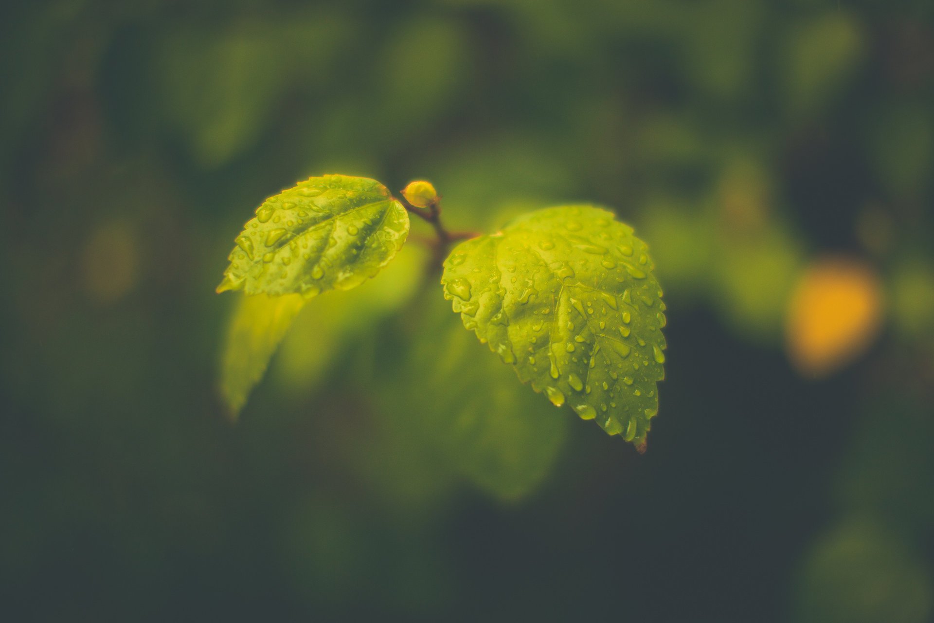 macro drops leaves foliage