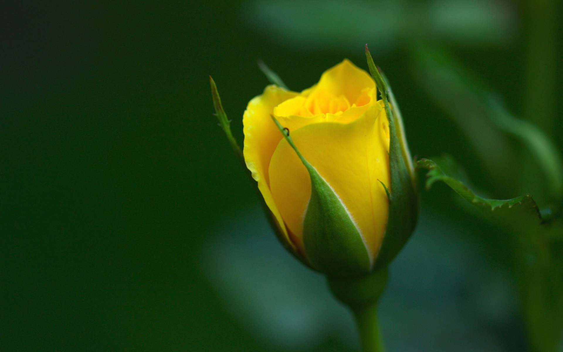 gelb knospe hintergrund rose makro blütenblätter grün