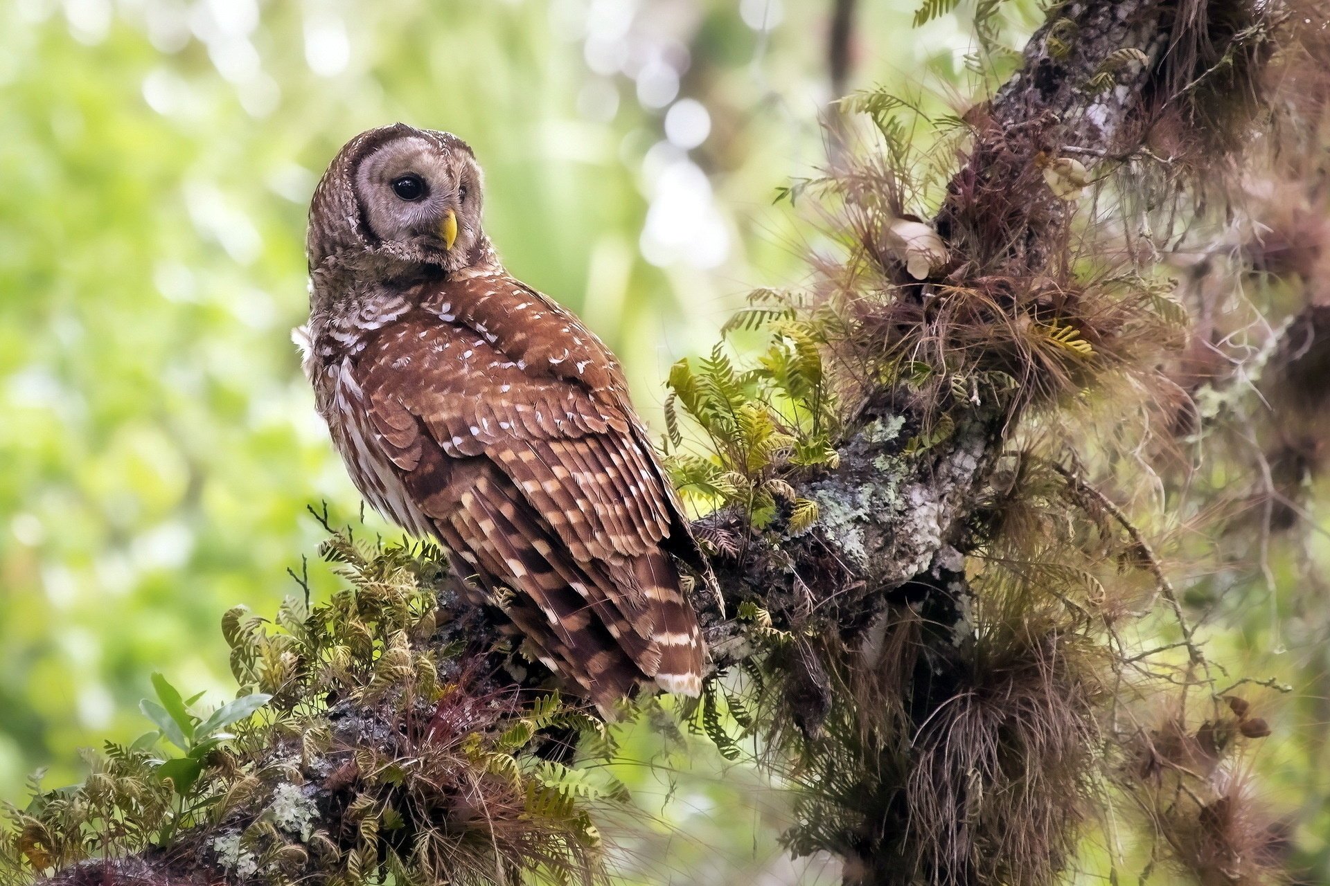 vogel eule natur wald