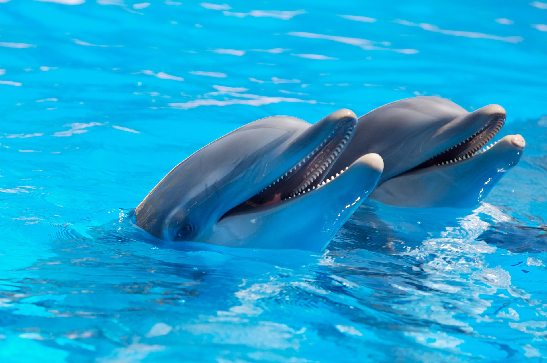 eau reflets dauphins