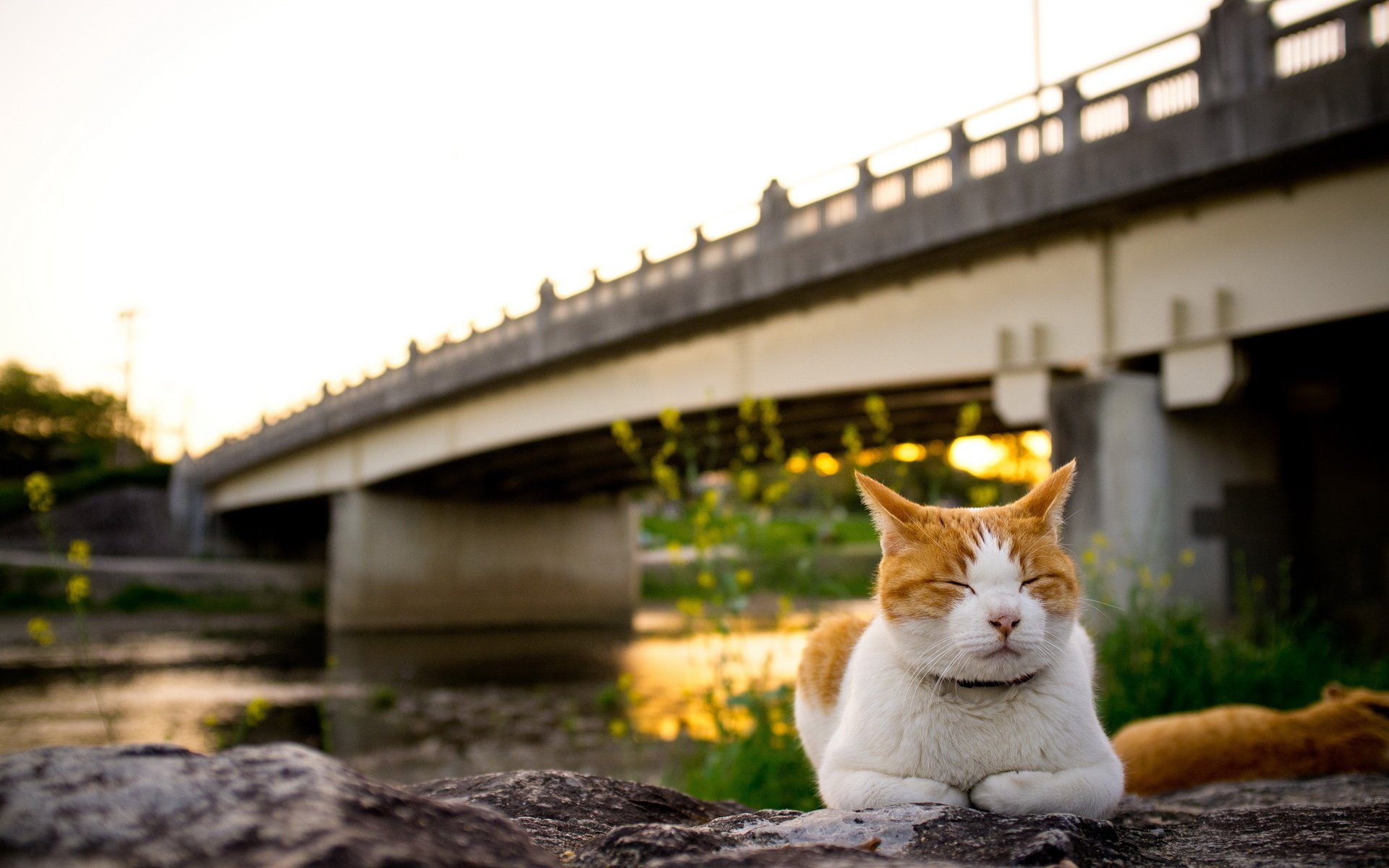 gato puente puesta de sol