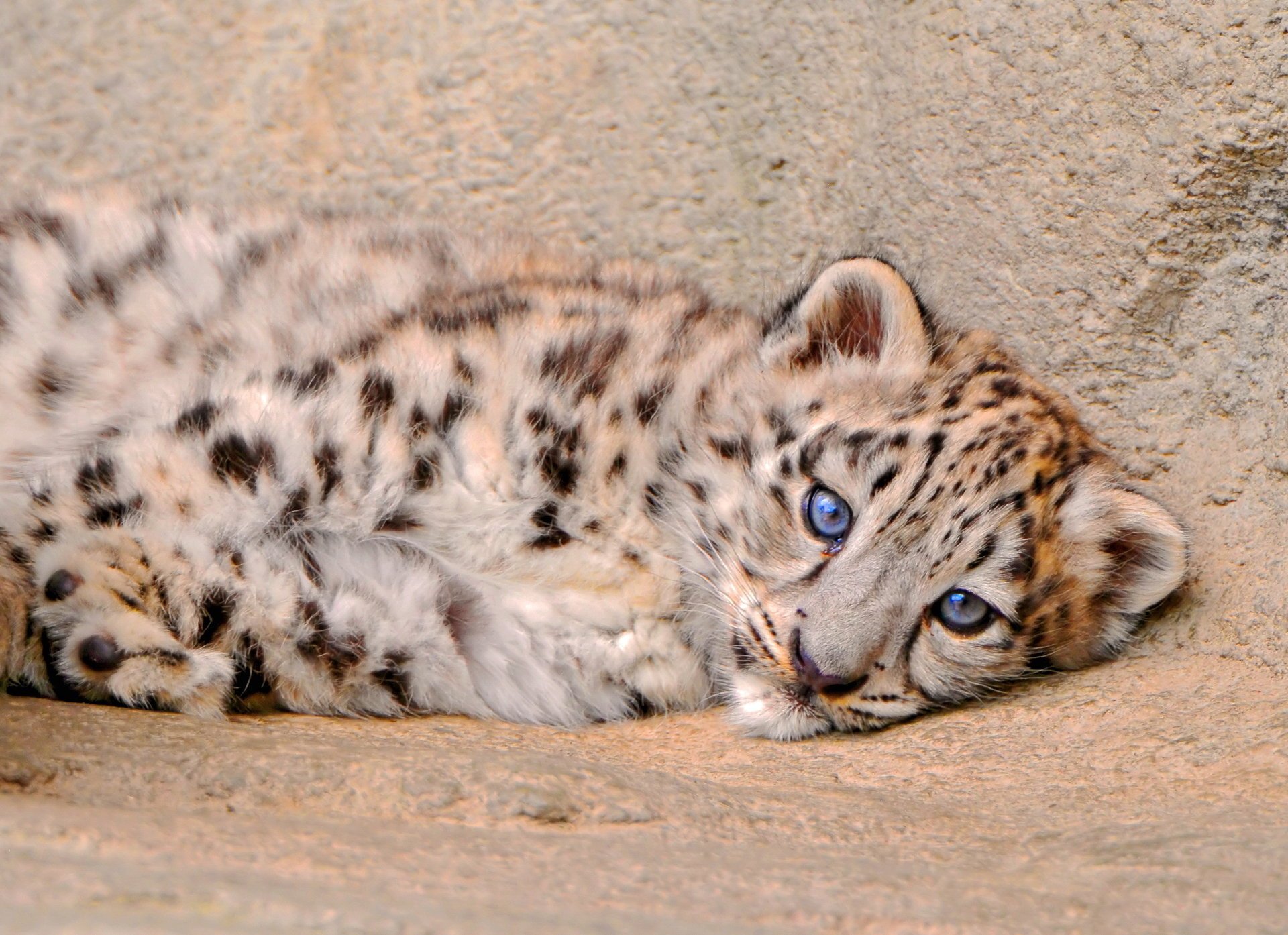 schneeleopard flauschig liegt kätzchen irbis schaut zu