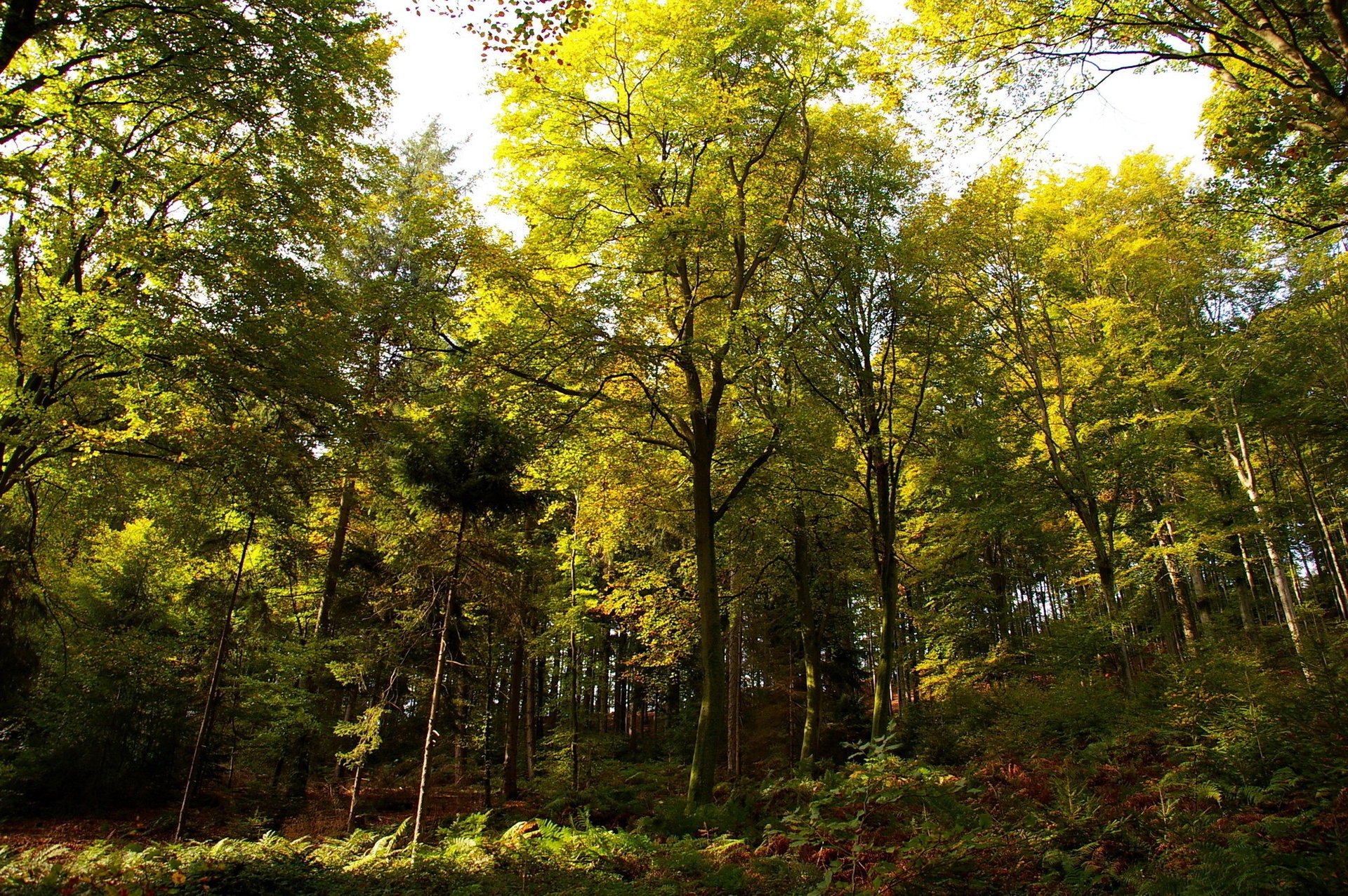 allemagne forêt ensoleillé jour arbres automne