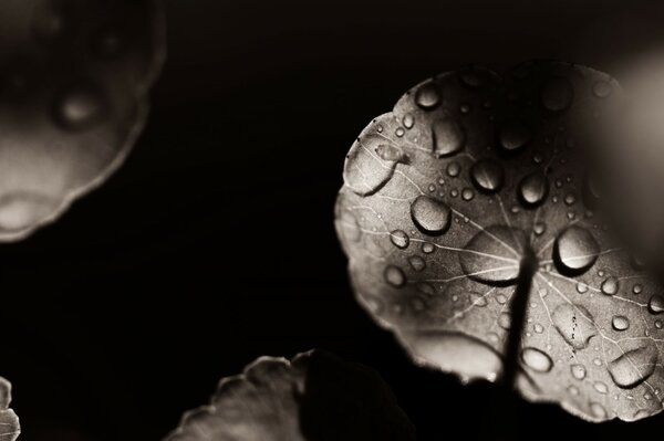 Feuilles noires et blanches en gouttes sur fond noir