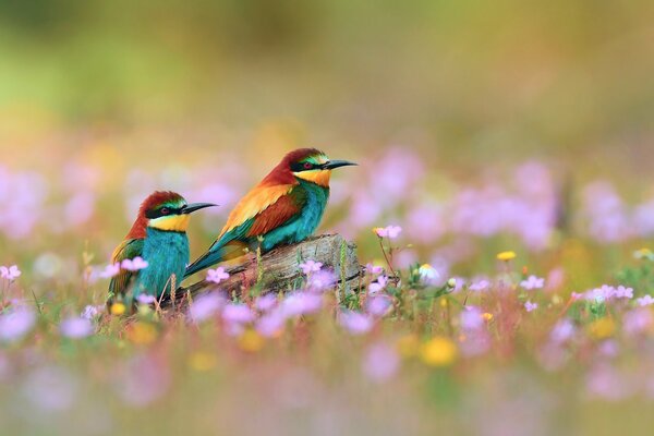 Beaux oiseaux multicolores