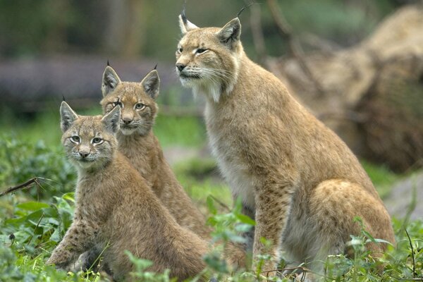 Lynx with cubs is alert and always ready to protect them