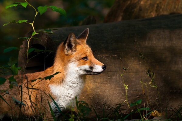 The red fox looks at the prey