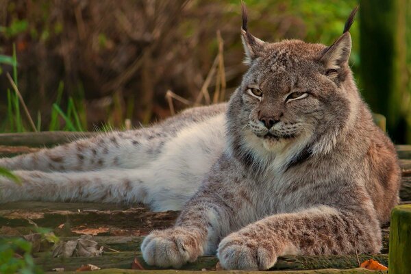 Der Luchs zeigt ruhig seine Kraft und Größe