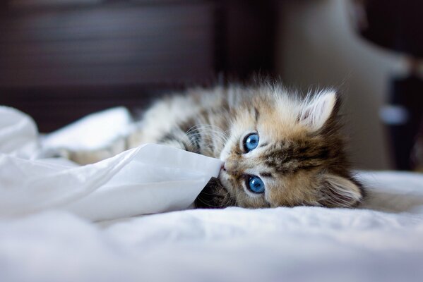 Chaton aux yeux bleus sur une couverture blanche