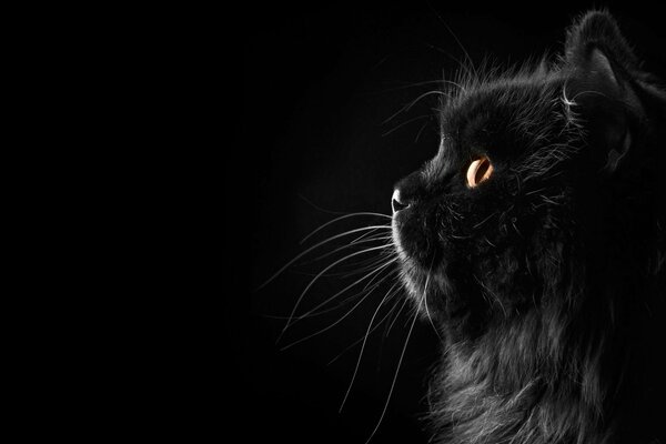 Gato negro con ojos amarillos sobre fondo negro