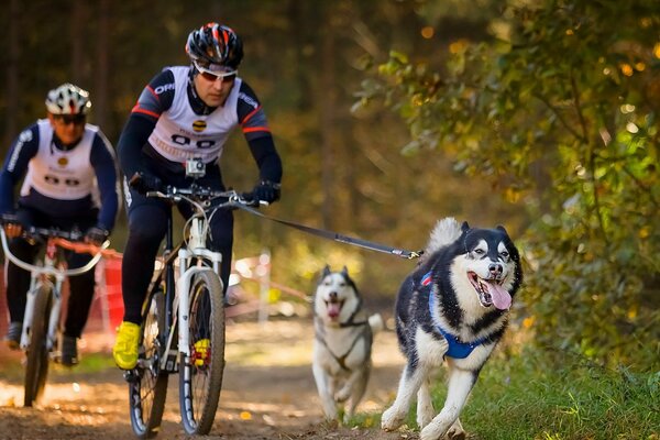 Riding huskies run with cyclists