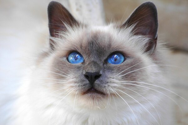 Fluffy cat with blue eyes