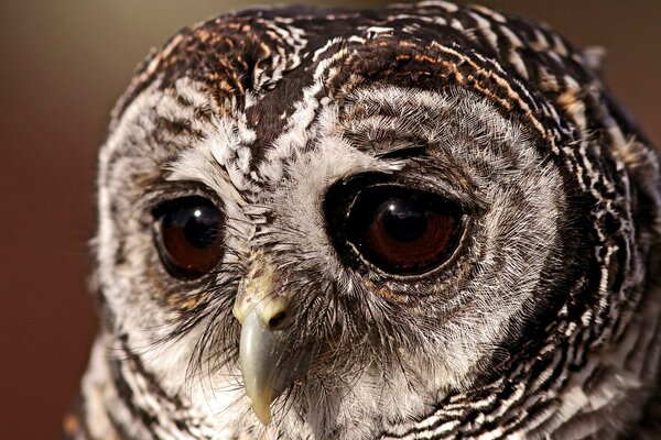 A garus owl with big eyes looks into the distance