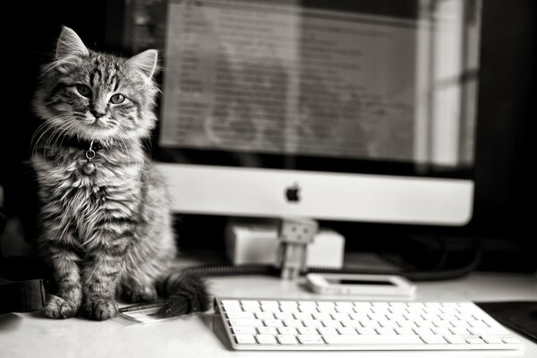 Кот сидит на столе у экрана монитора