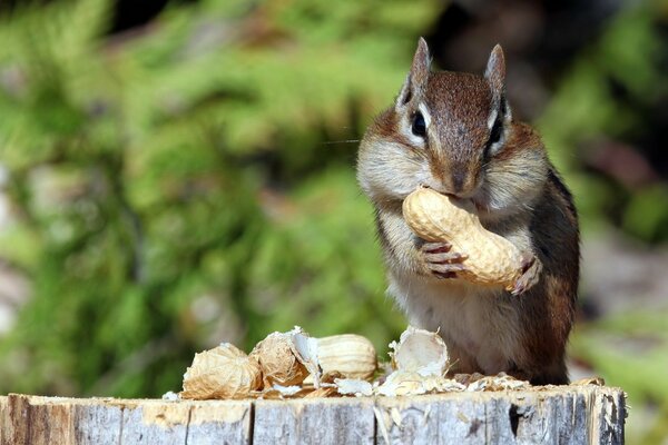 Chipmunk a strisce mangia noci sulla canapa