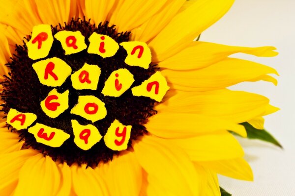 Sunflower with inscriptions inside the sunflower