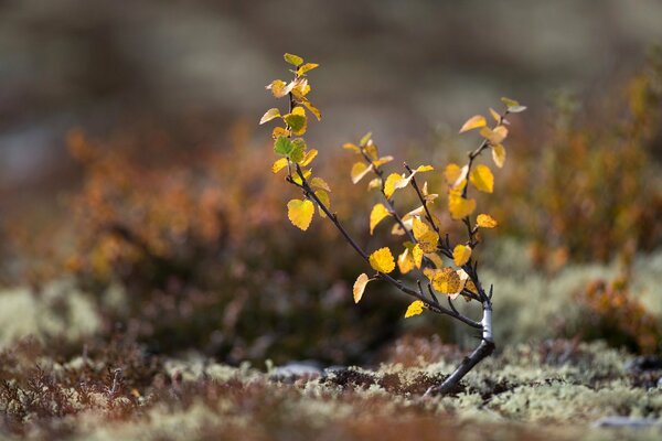 Ramo di betulla autunnale a terra