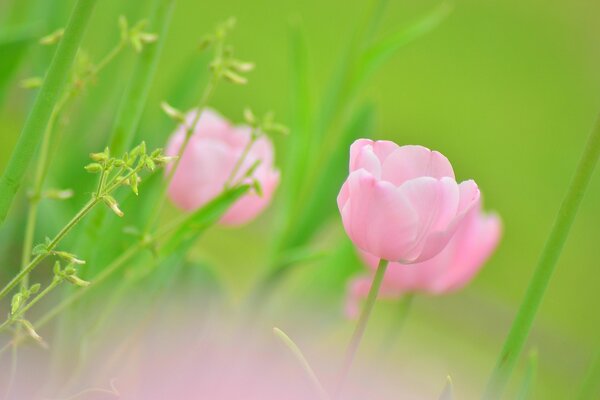 Rosa Tulpenblüte inmitten des Grüns