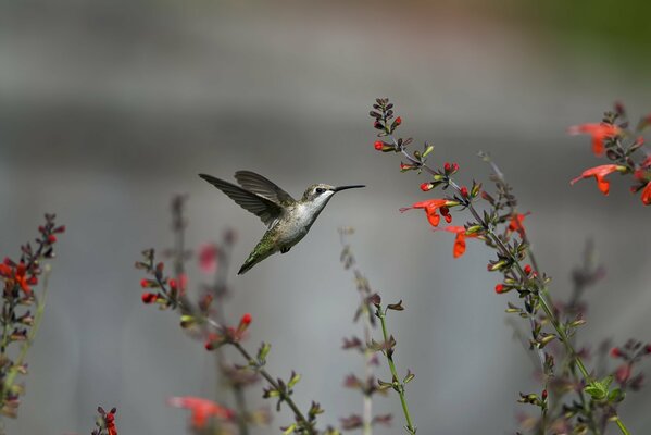 Der Kolibri winkt mit den Flügeln neben den Blumen